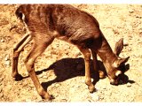 This gazelle fawn is feeding on its own, but the mother is a small distance away, keeping watch. Gradually the fawn learns independence.